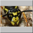 Vespula germanica - Deutsche Wespe - 08d.jpg